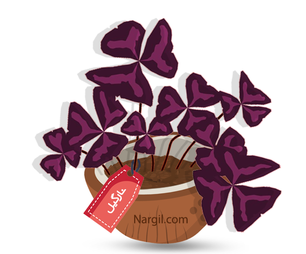  Nargil -  False shamrock